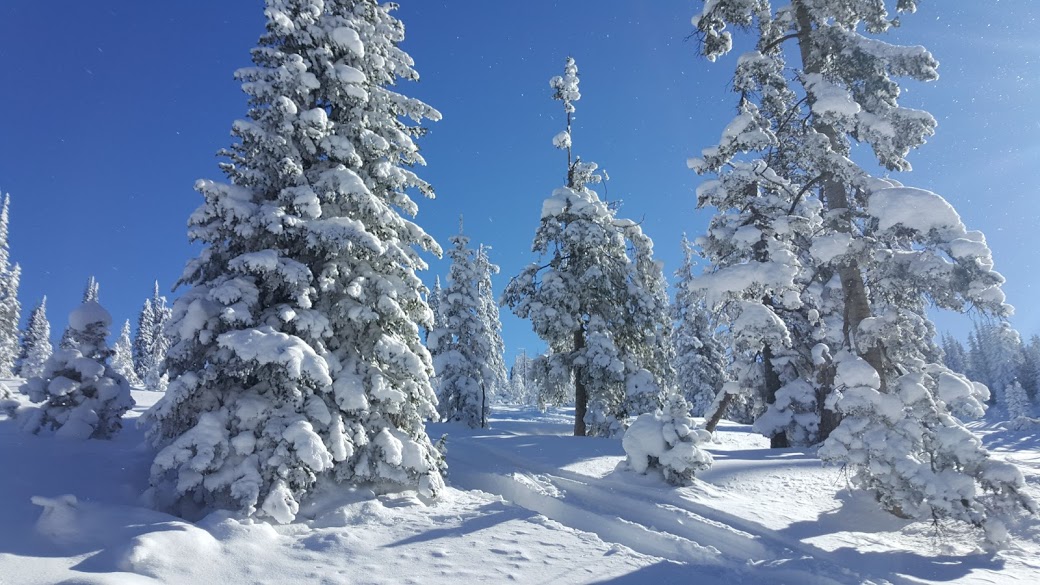 A scene of snow laden coniferous trees surrounded be fresh powder snow and a few ski tracks. Taken By April Hansen